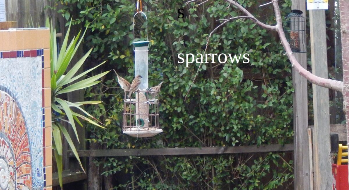image of sparrows at a bird feeder