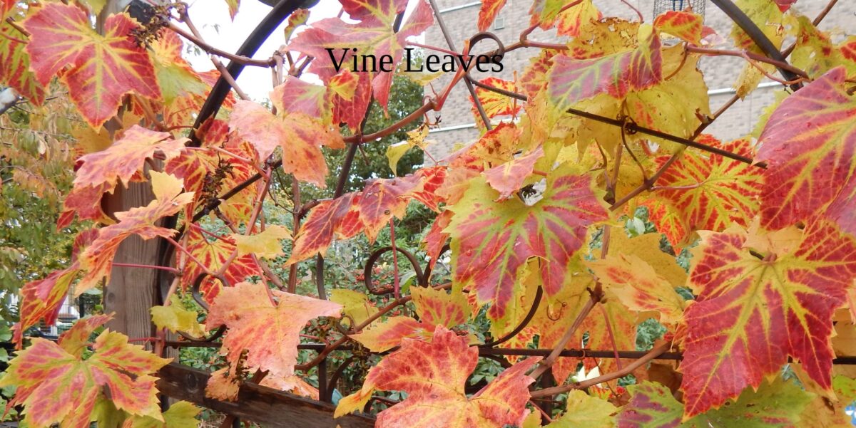 image of vine leaves