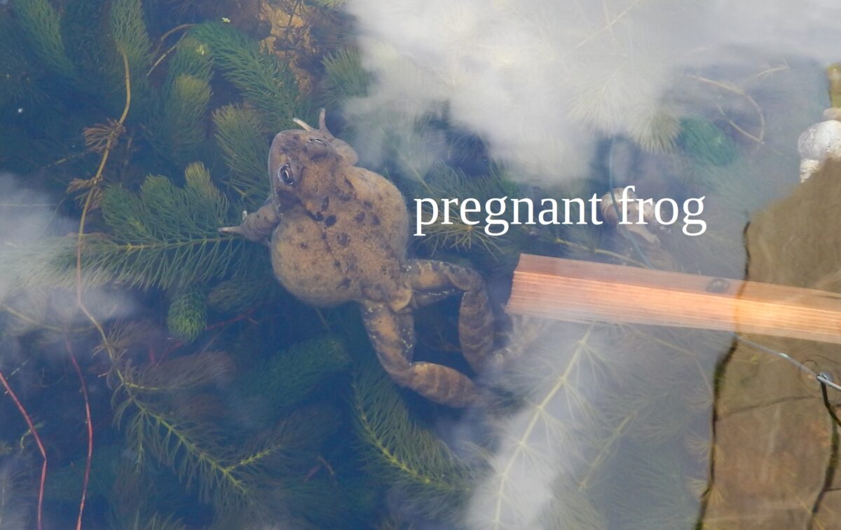 picture of a pregnant frog in the pond