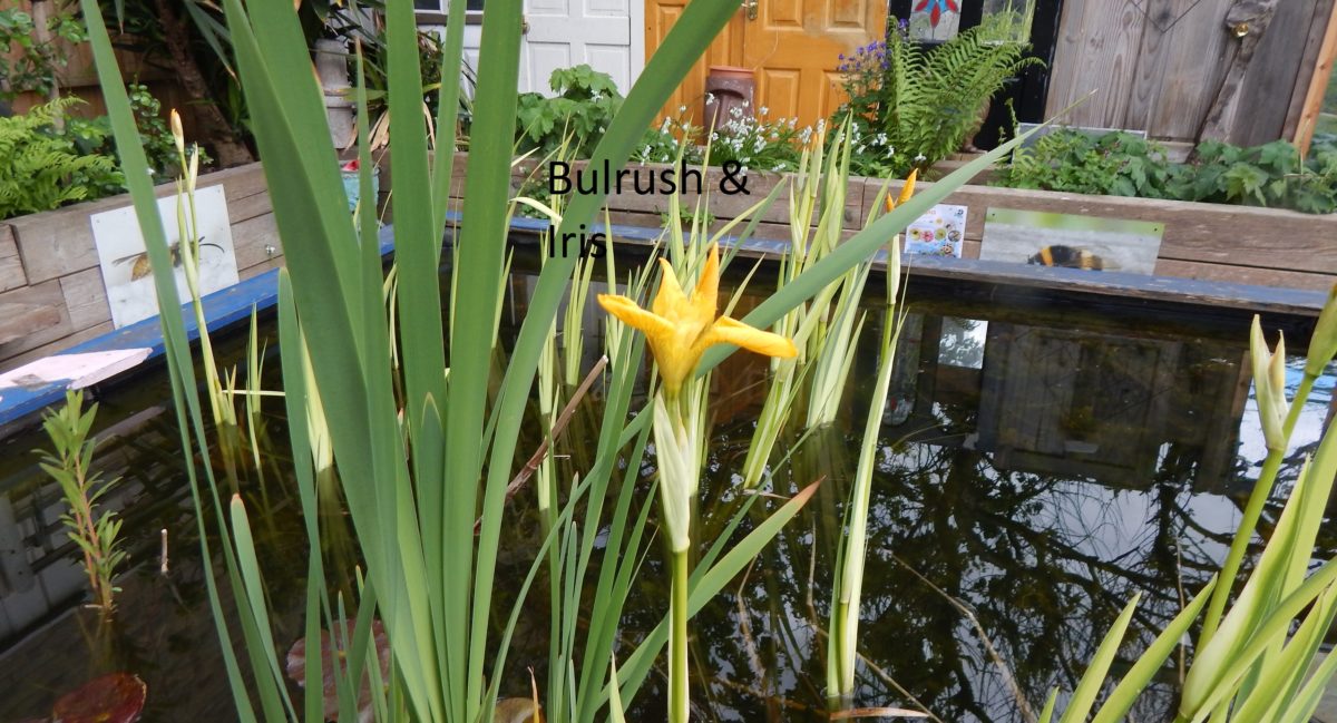 image of a bulrush