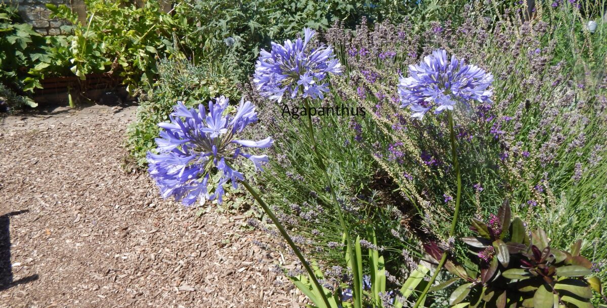 image of agapanthus