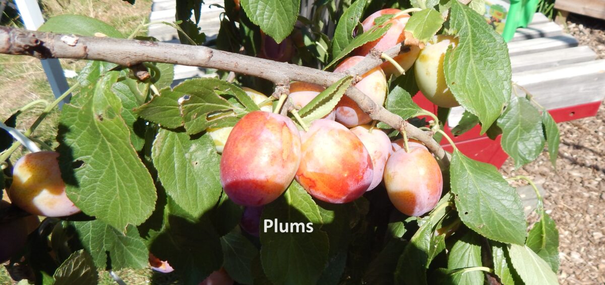 image of plums from the forest gate community garden