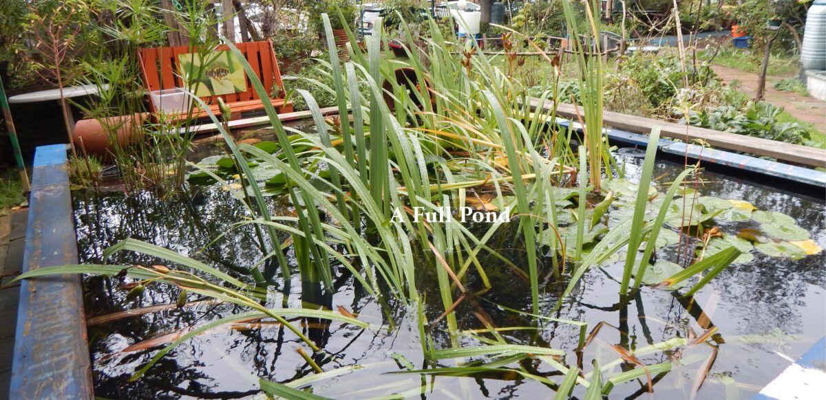 An image of the pond in the garden