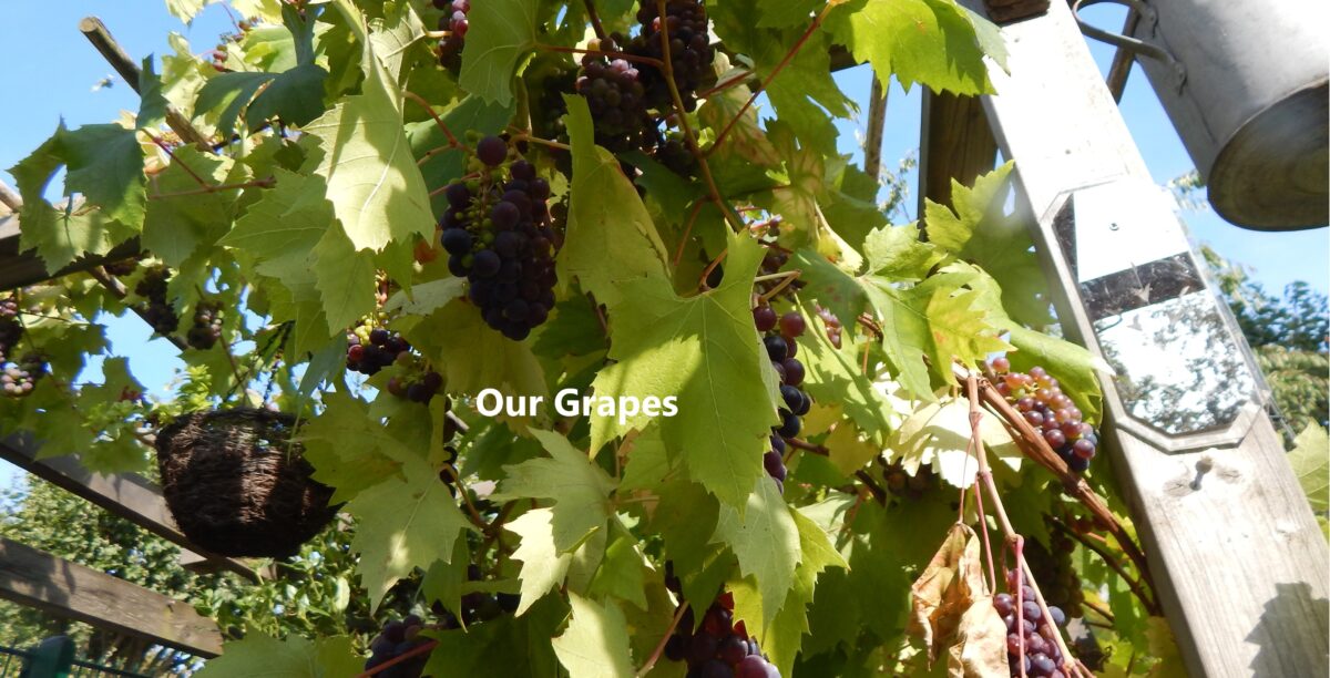 an image of some grapes in the garden