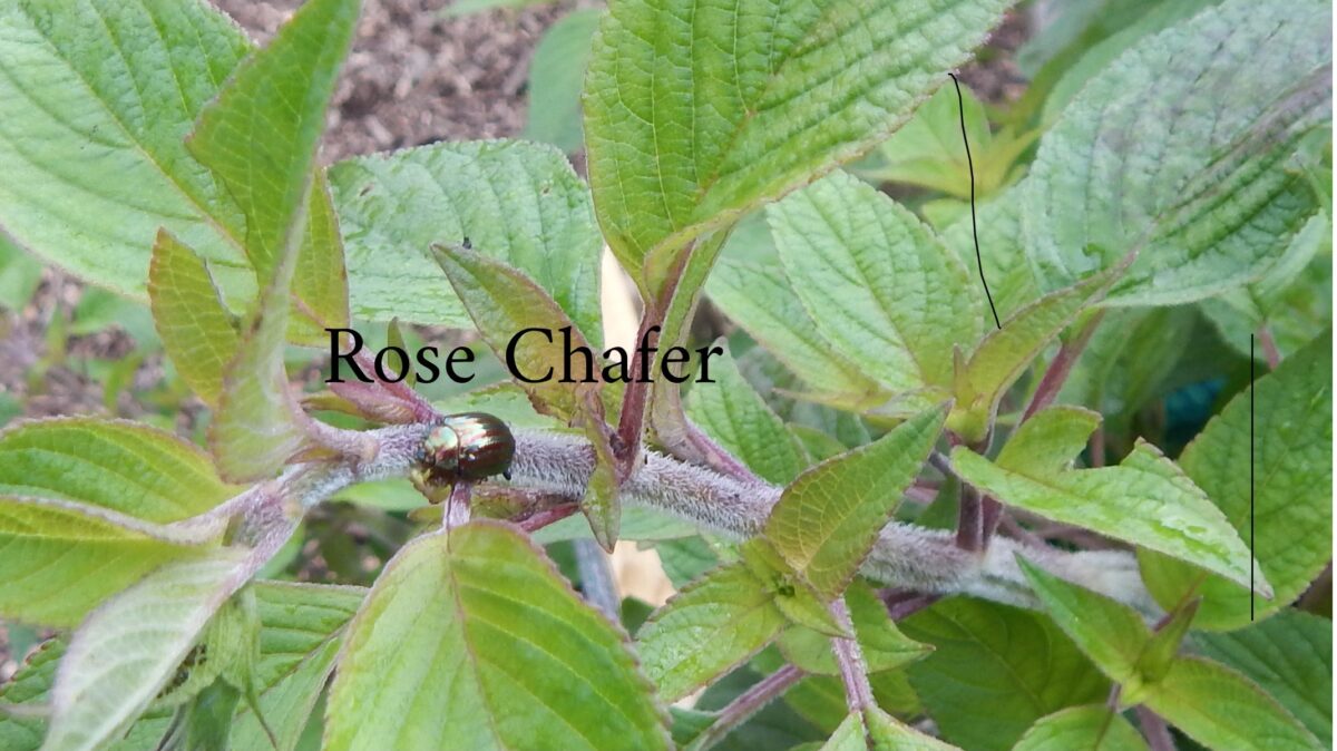 image of a beetle called a Rose Chafer