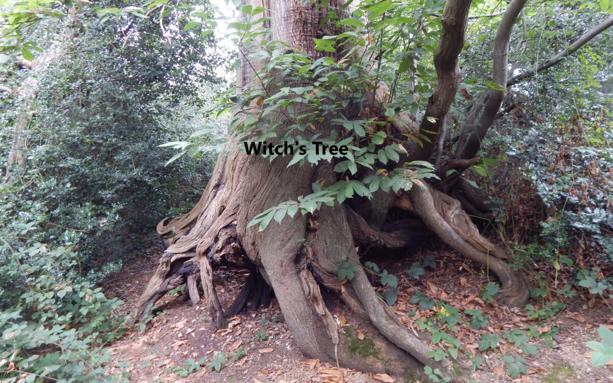 an image of the base of the witches tree located in Bush Wood