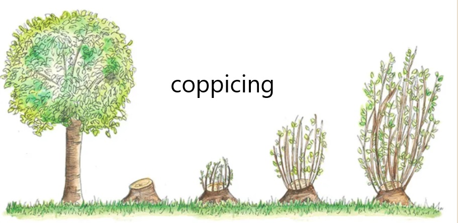 diagram of the difference between coppicing and pollarding